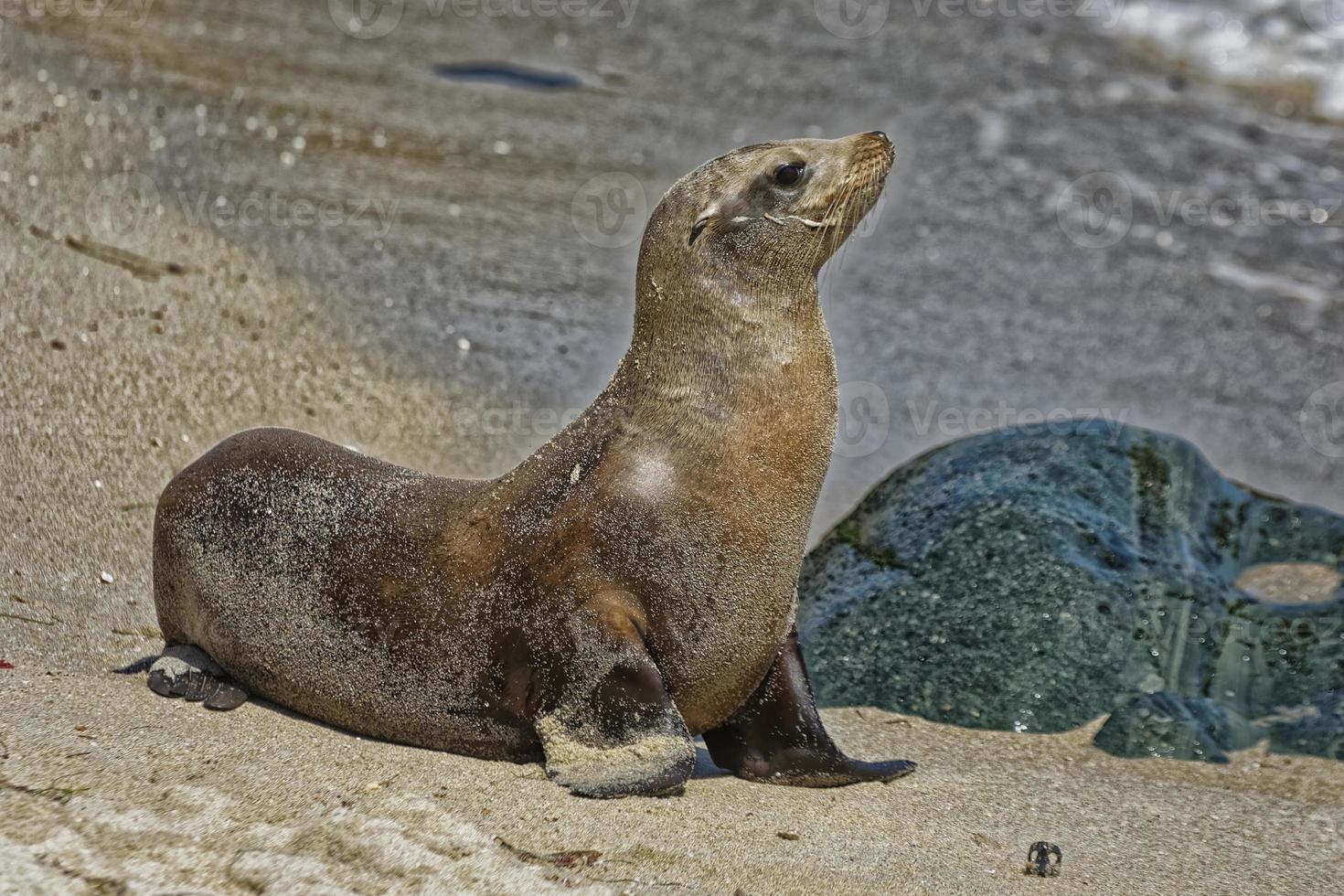 Single Sea lion posing on the rocks photo