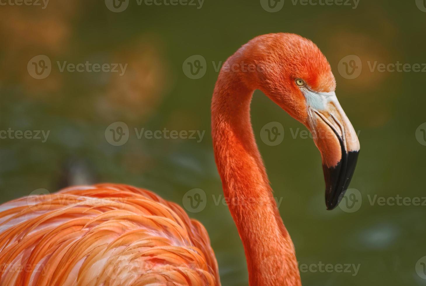 Flamingo portrait showing peak, eye and neck photo