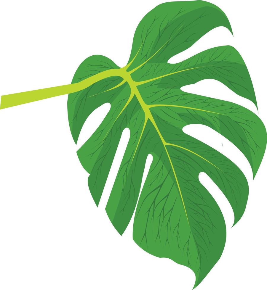 A broad green leaf with veins appearing on its surface vector