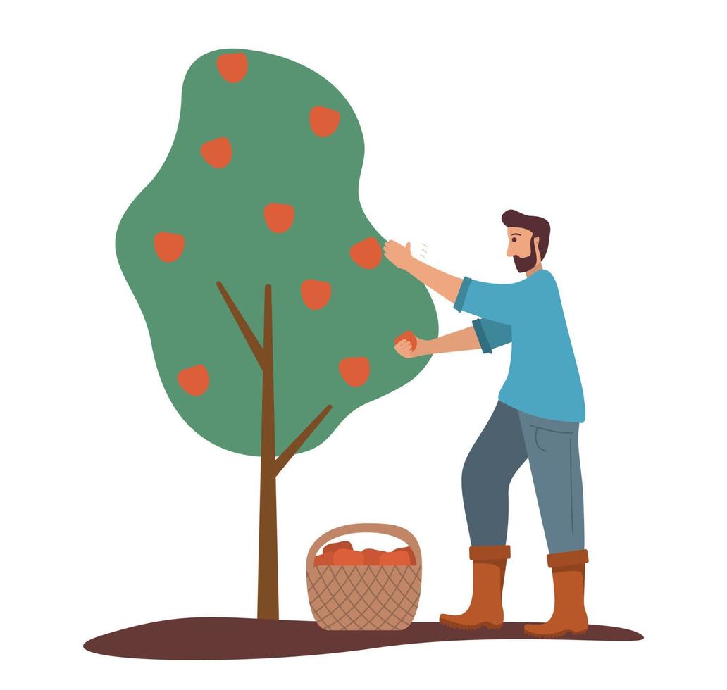 The man is harvesting apples. Fruit tree. Ripe red apples basket.Flat Illustration vector.Picking apple. vector