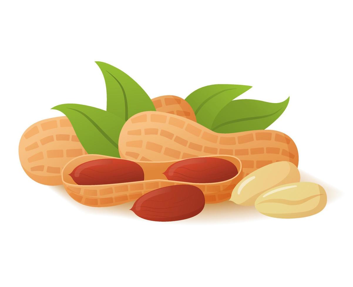 Peanuts in shell realistic vector illustration. Food concept.Isolated on white background.Plant food.Symbol for online stores and restaurants.