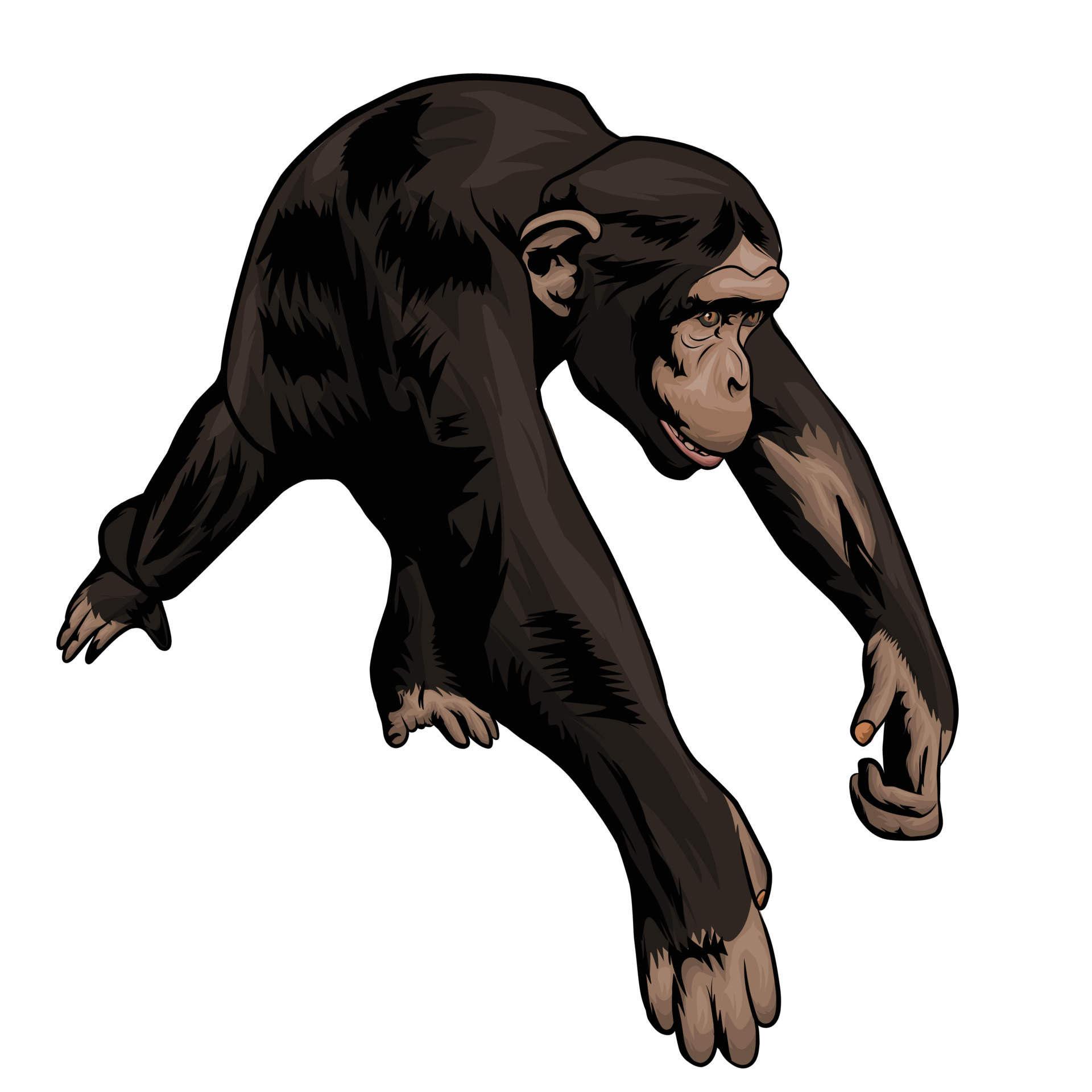 monkey running vector White background 8100670 Vector Art at Vecteezy