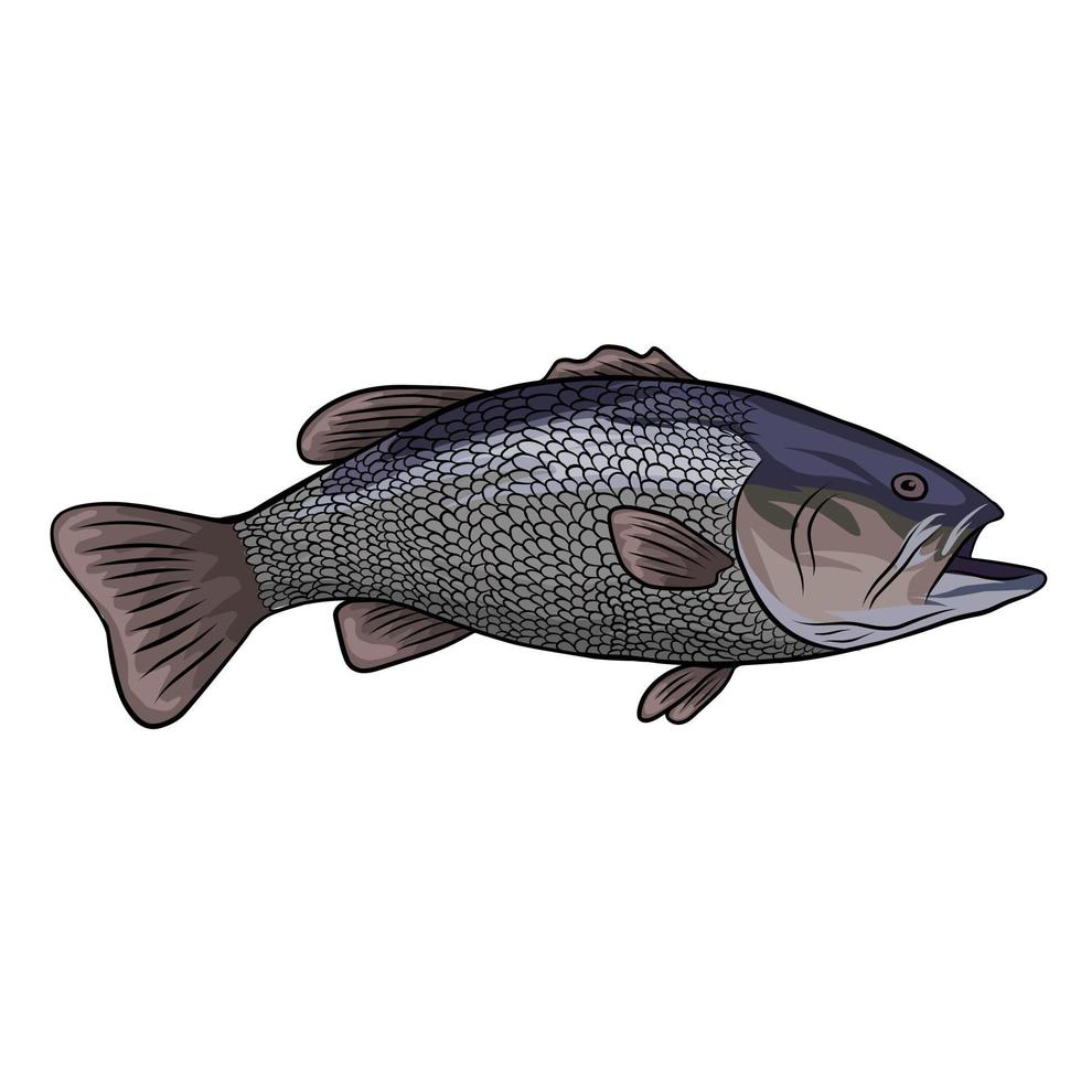 Perciformes fish vector White background