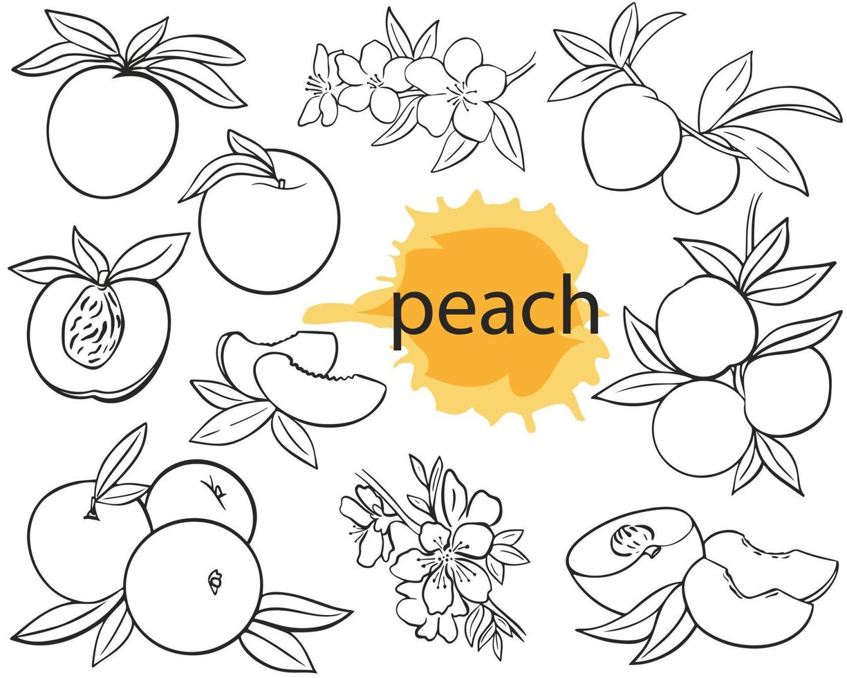 Peaches set hand drawn vintage engraving isolated vector illustration