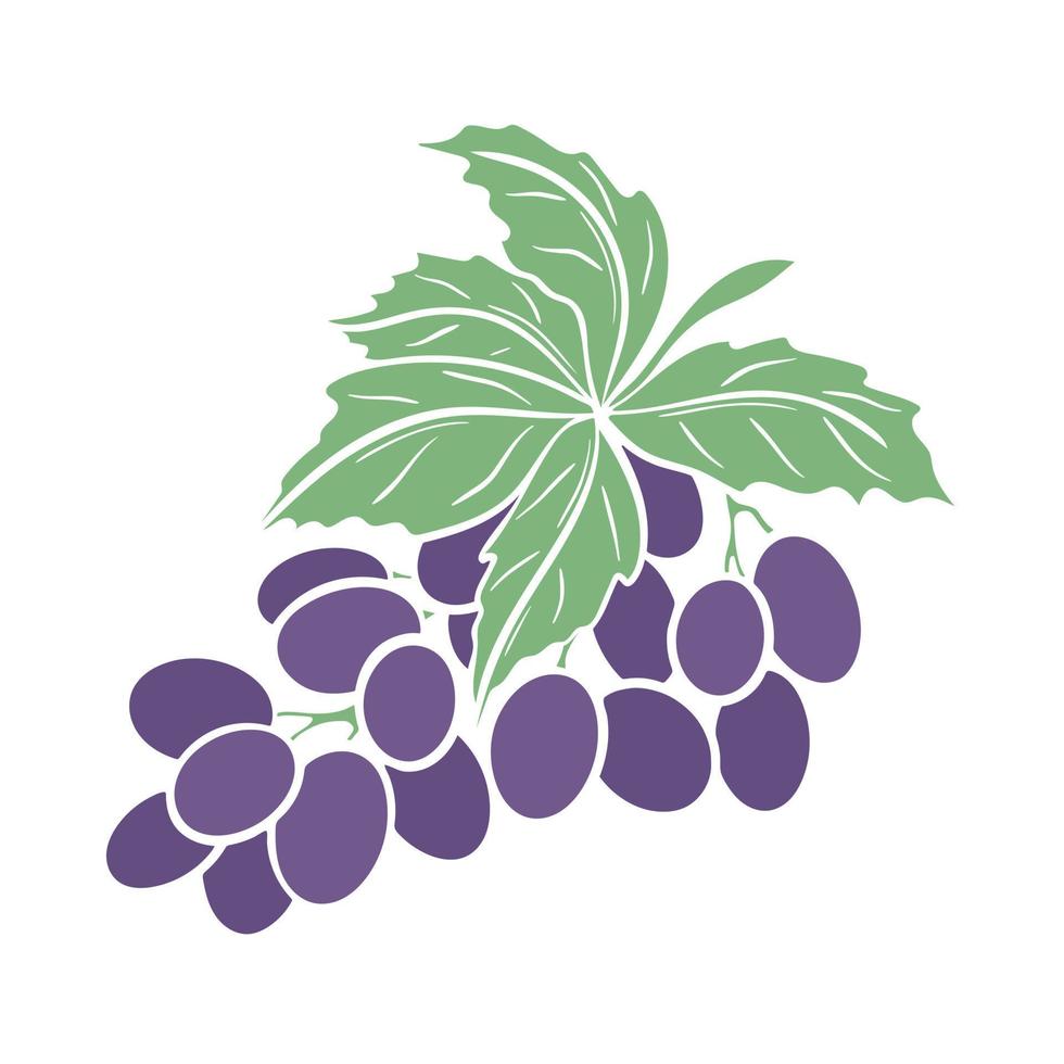 Grapes branch isolated vector illustration