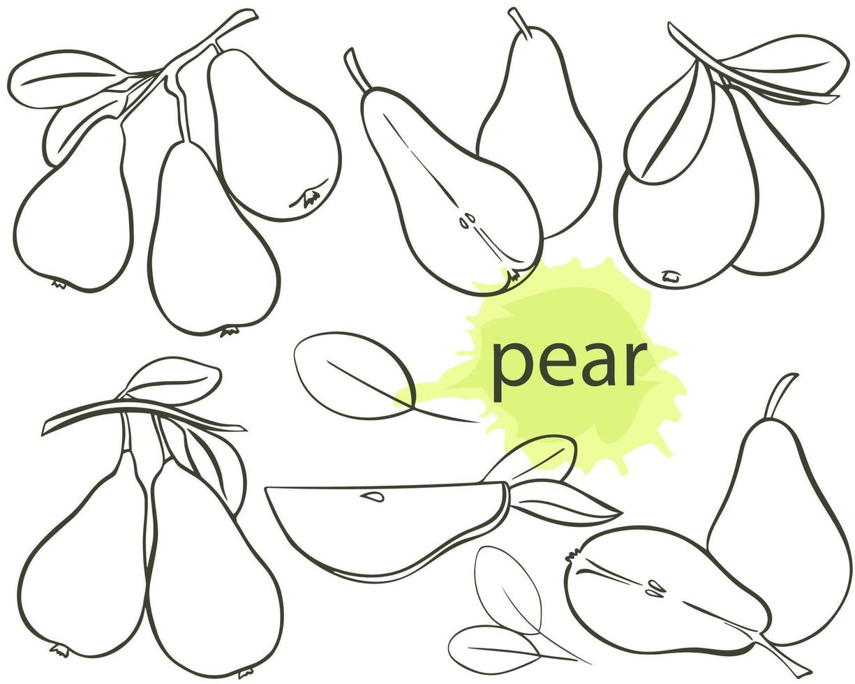 Contour image pear on tree, parts and foliage vector
