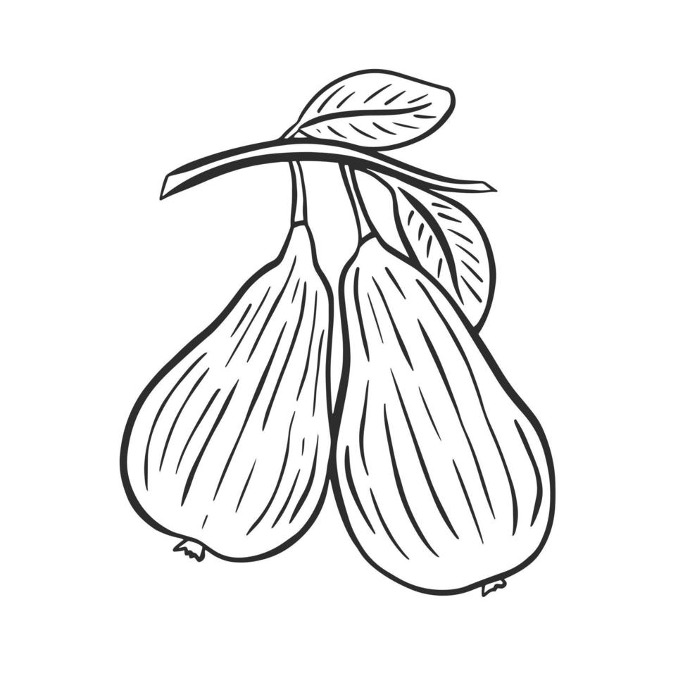 Pair of pears on branch with foliage sketch vector
