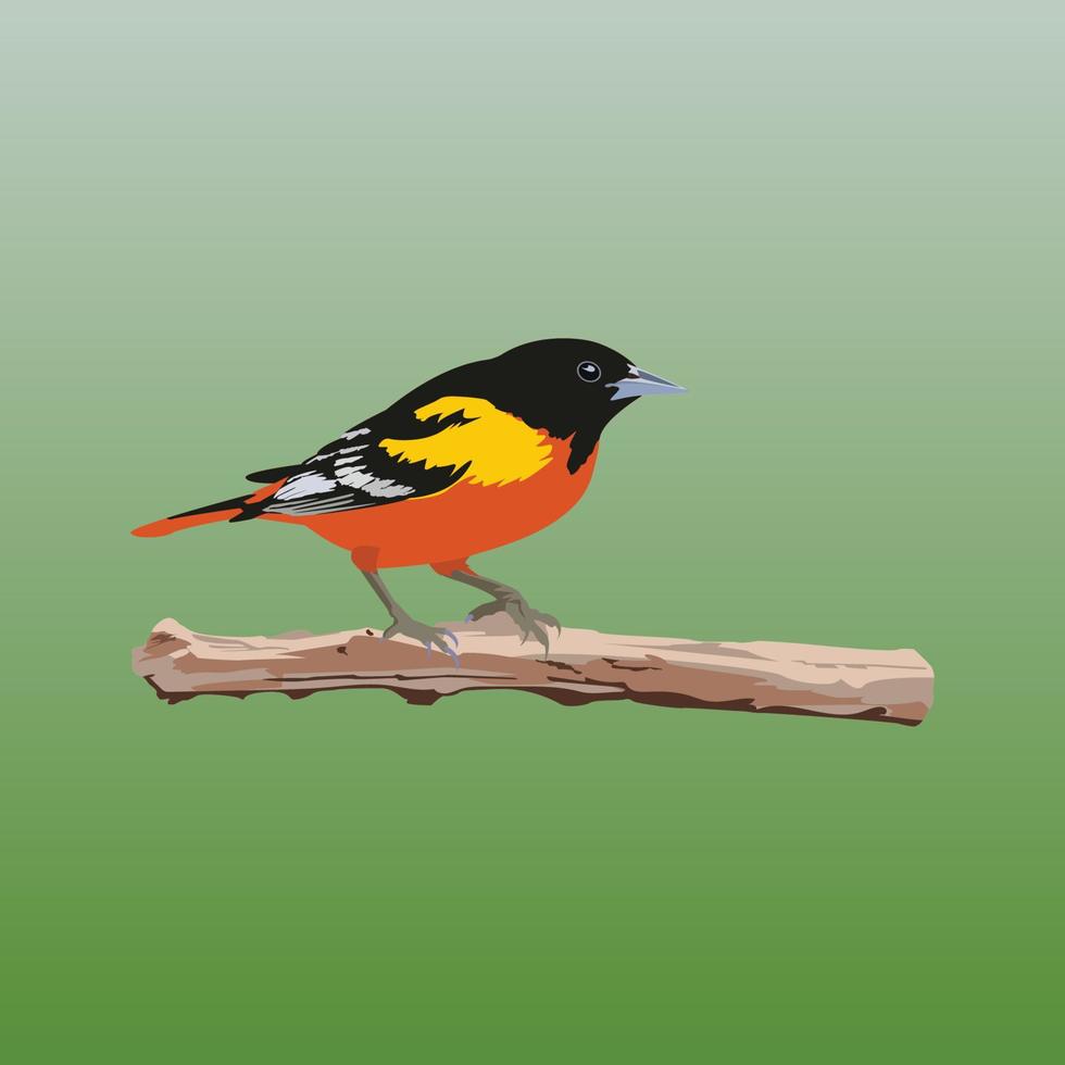 Beautiful Bird Baltimore Oriole vector