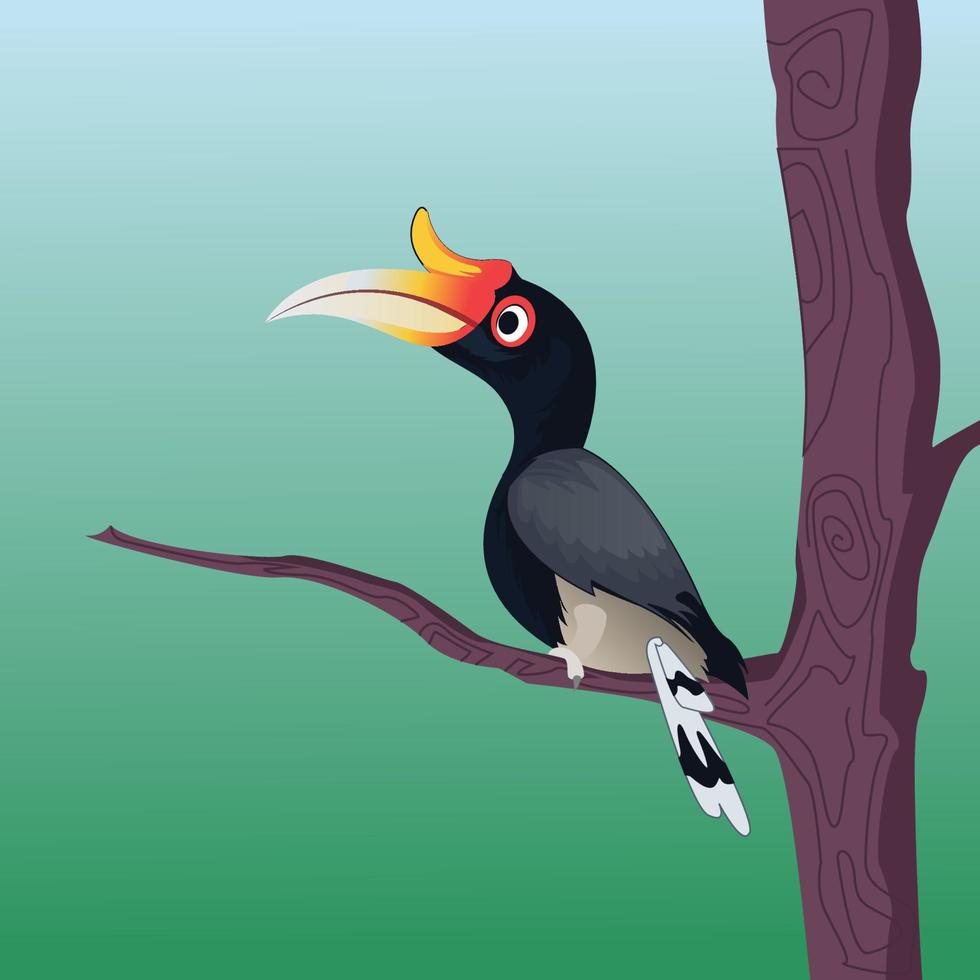 Hornbill  Illustration vector