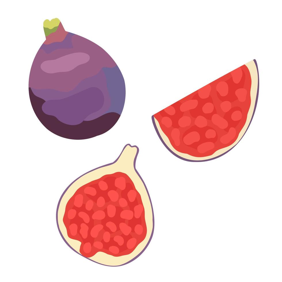 Cartoon ripe whole figs with shadows and half, quarter. Sweet exotic food in a cut for healthy food on isolated background. vector