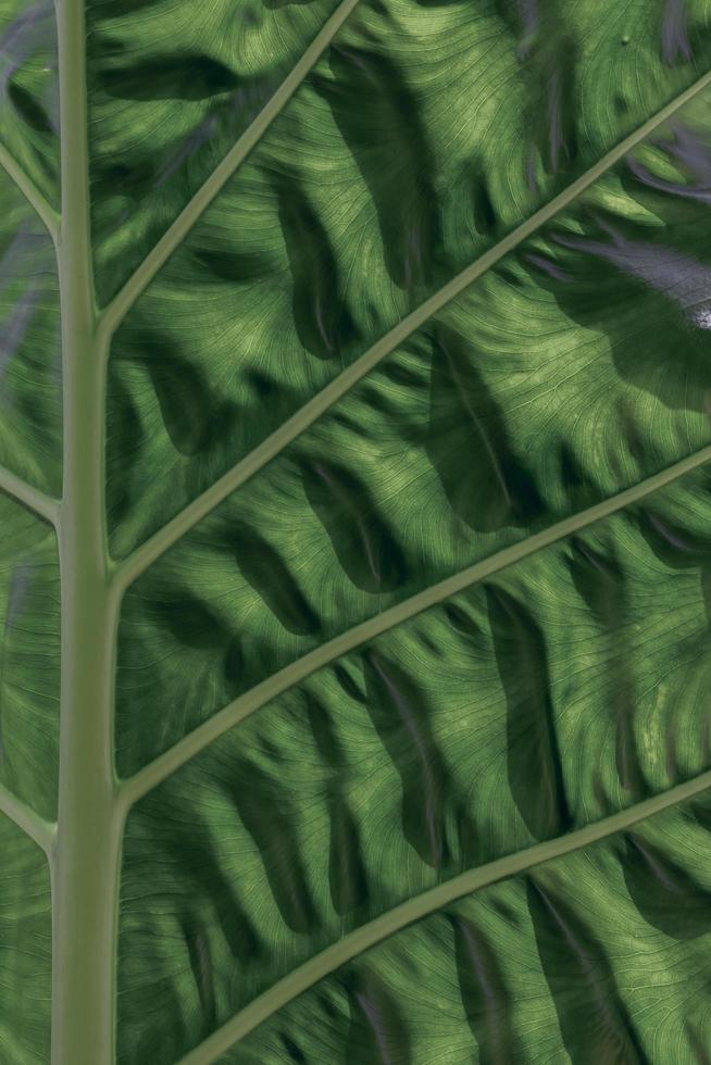 textura de hoja verde naturaleza tropical patrón de hoja papel tapiz de fondo abstracto. foto