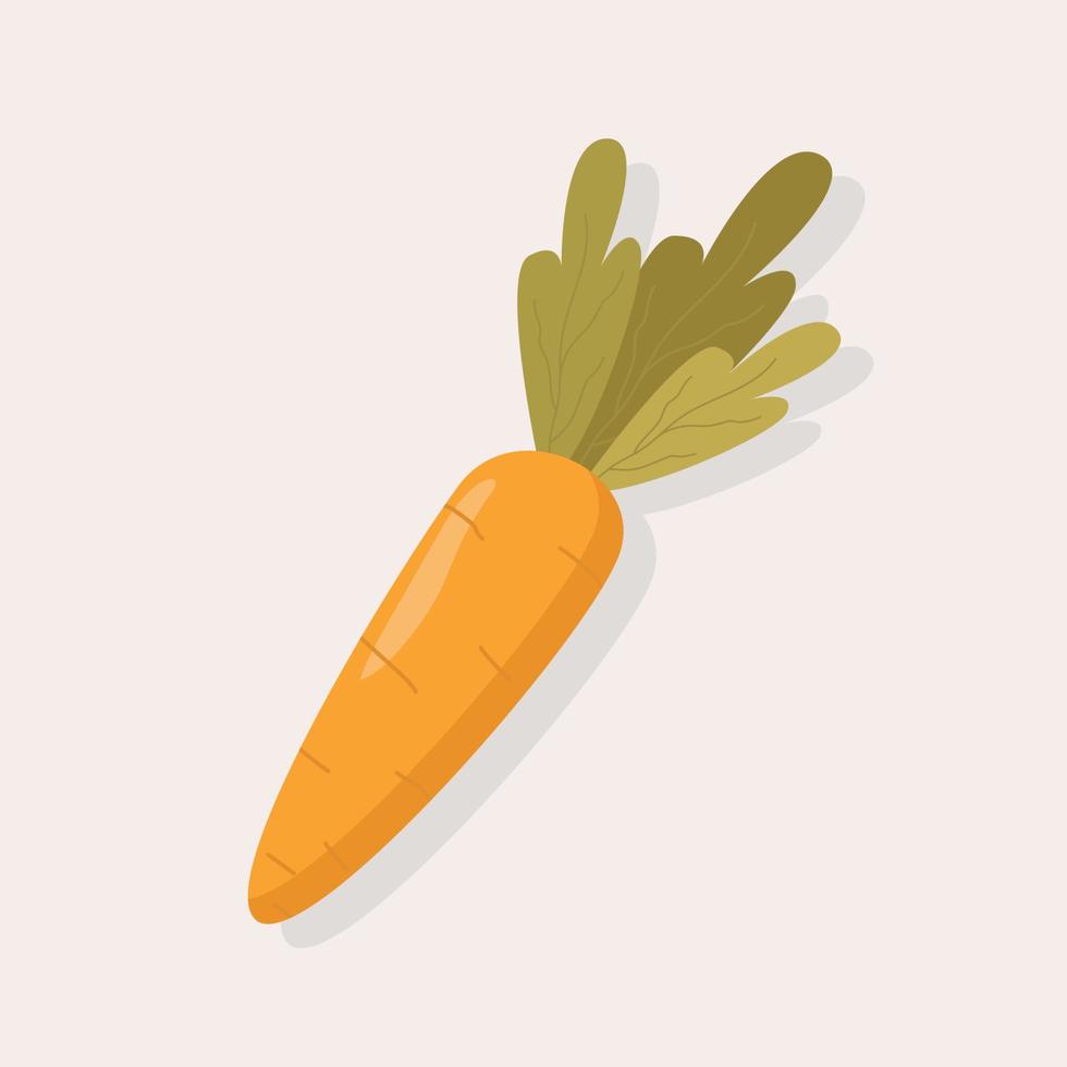 Bright vector illustration of a carrot .Fresh cartoon vegetable isolated on a white background. The illustration is used for a magazine, book, poster, postcard, menu cover, web pages.