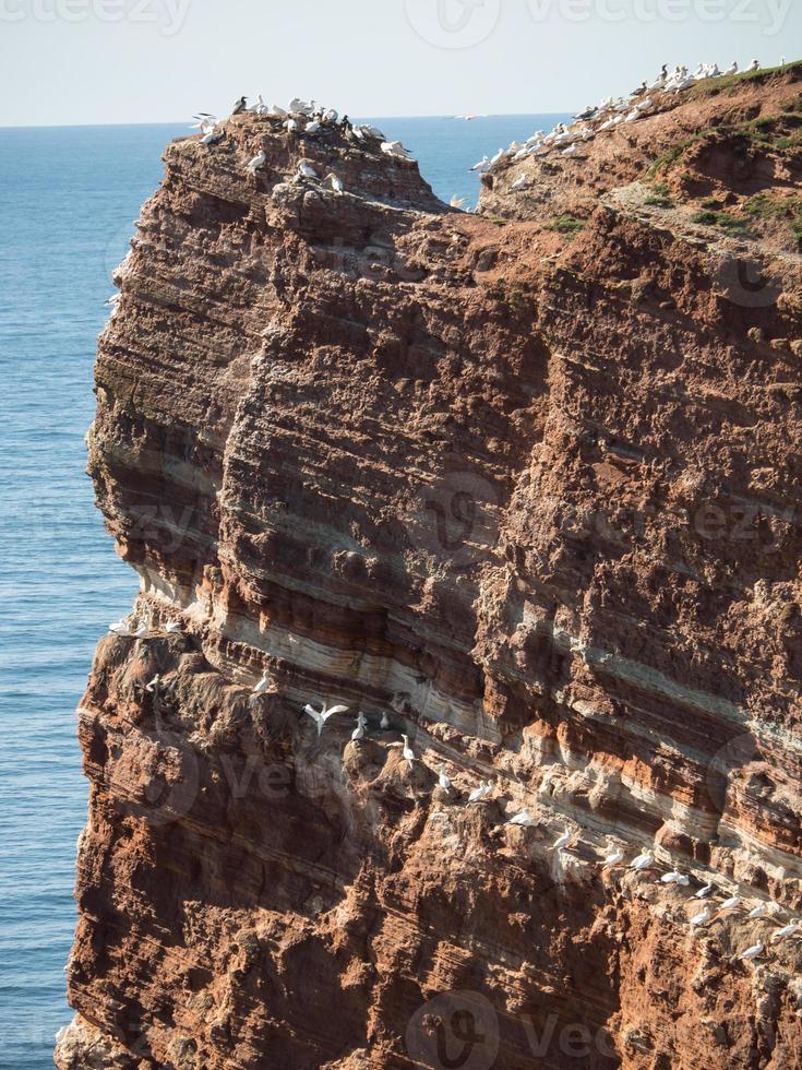 isla de helgoland en el mar del norte foto