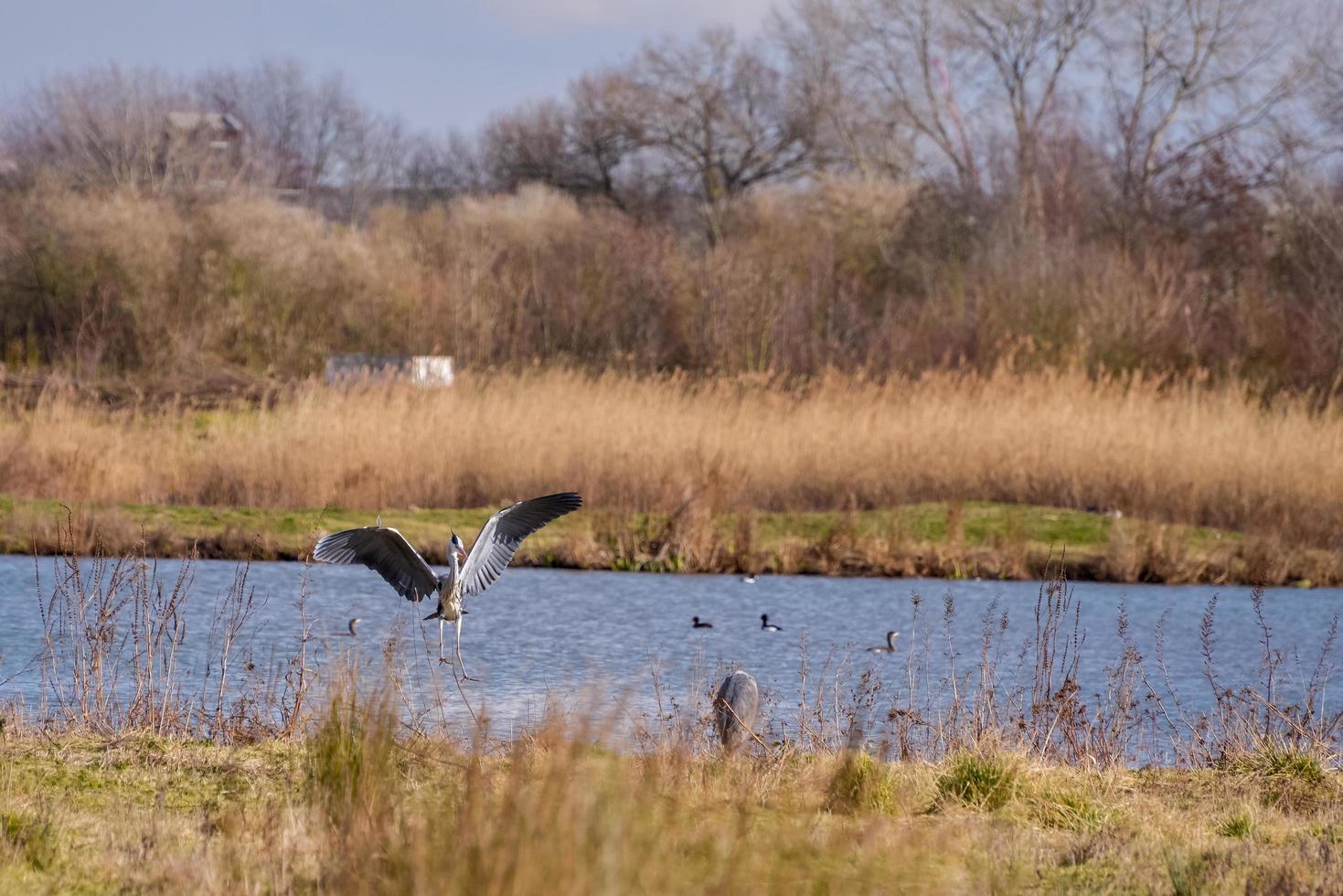 Grey Heron Coming in to Land photo