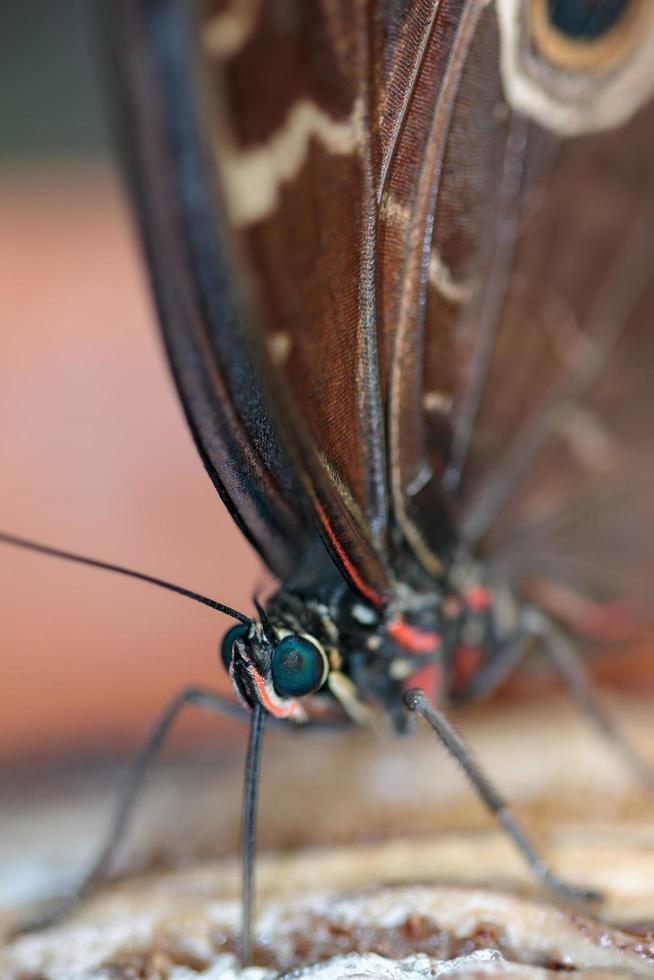 mariposa morfo azul alimentándose de alguna fruta podrida foto