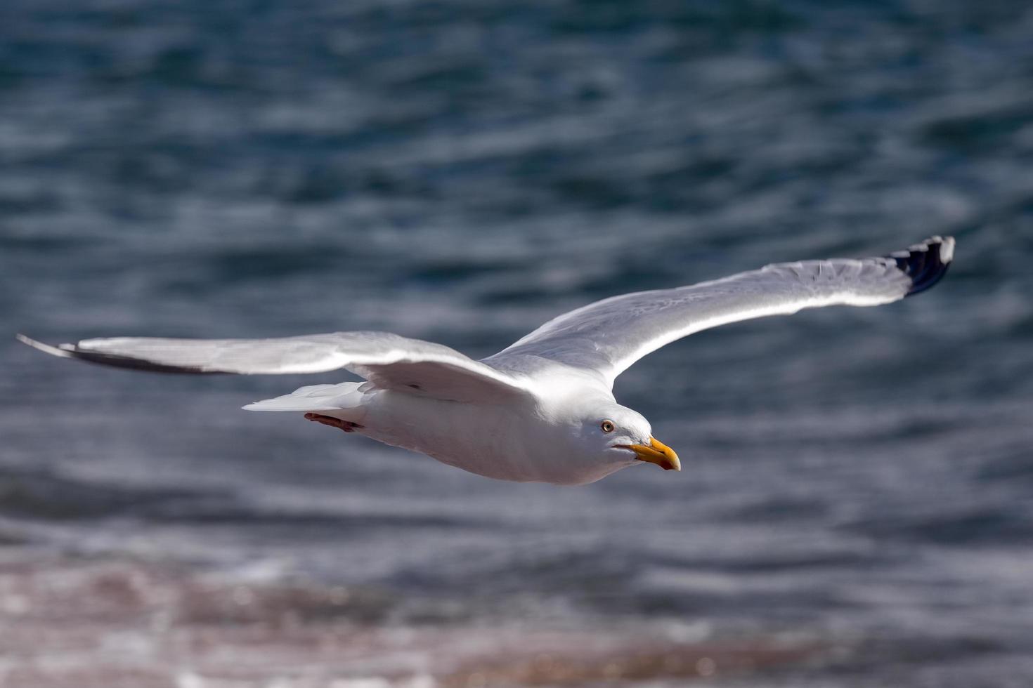 Common Gull at Chanonry Point in Scotland photo