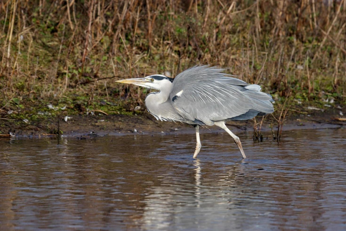 garza gris al borde del agua foto