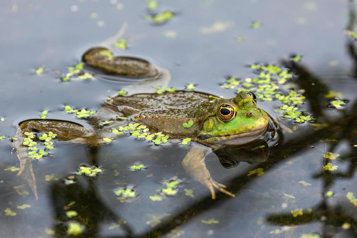 Marsh Frog floating in the pond photo