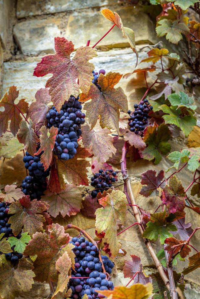 Bunches of ripe black grapes on the vine photo