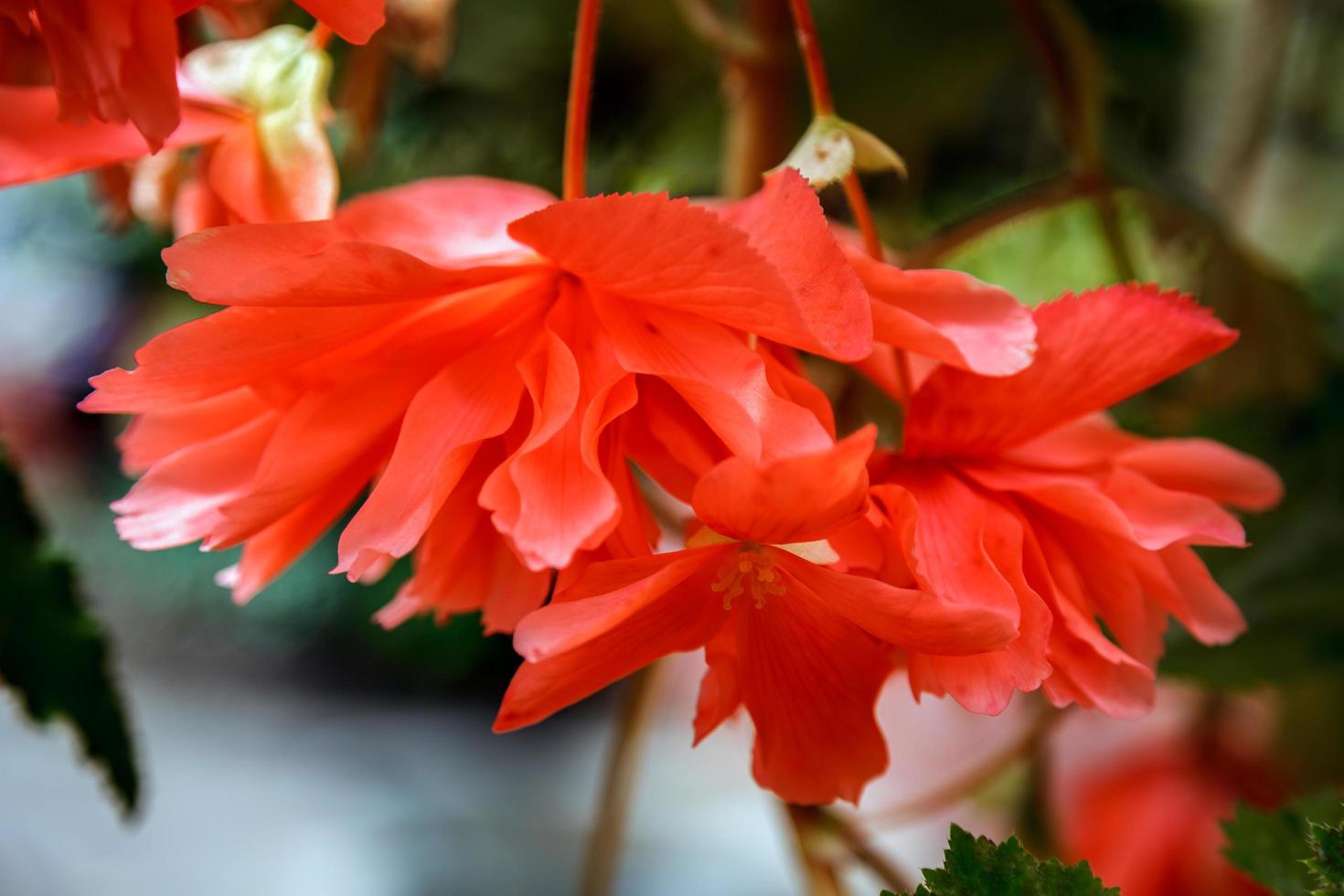 Red trailing Begonia flowers in bloom in New Zealand photo