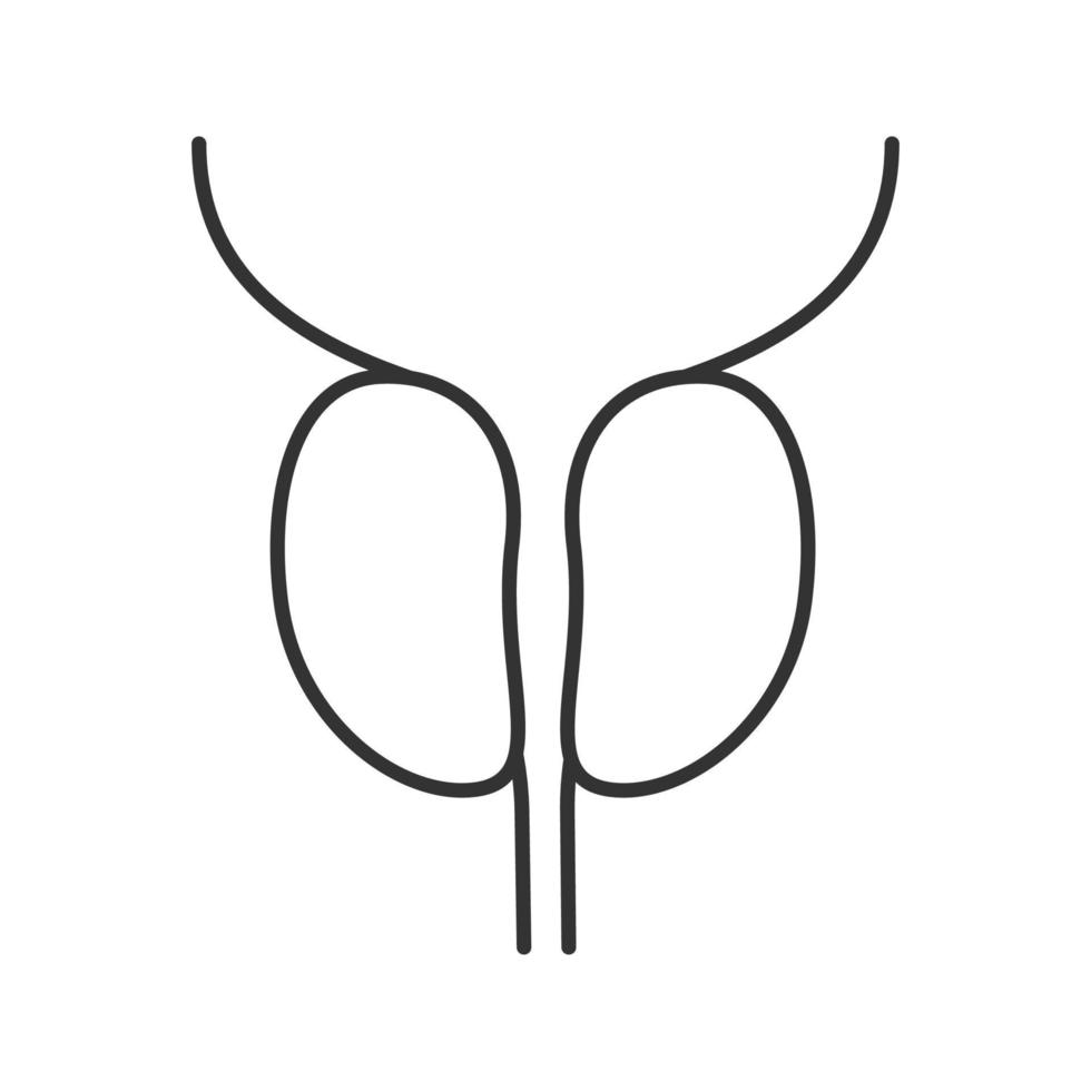 Prostate gland and urethra linear icon. Thin line illustration. Male reproductive system organ. Contour symbol. Vector isolated outline drawing
