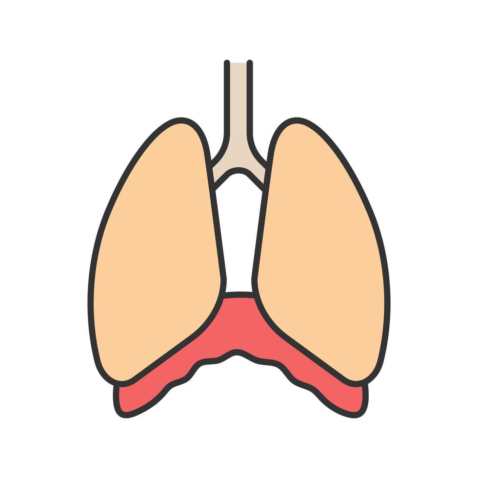 Thoracic cavity color icon. Diaphragm. Human lungs. Isolated vector illustration