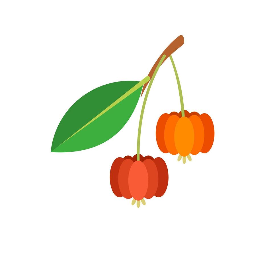 ilustración vectorial de la cereza de surinam, nombre científico eugenia uniflora, diseño de estilo plano, aislado en fondo blanco. vector