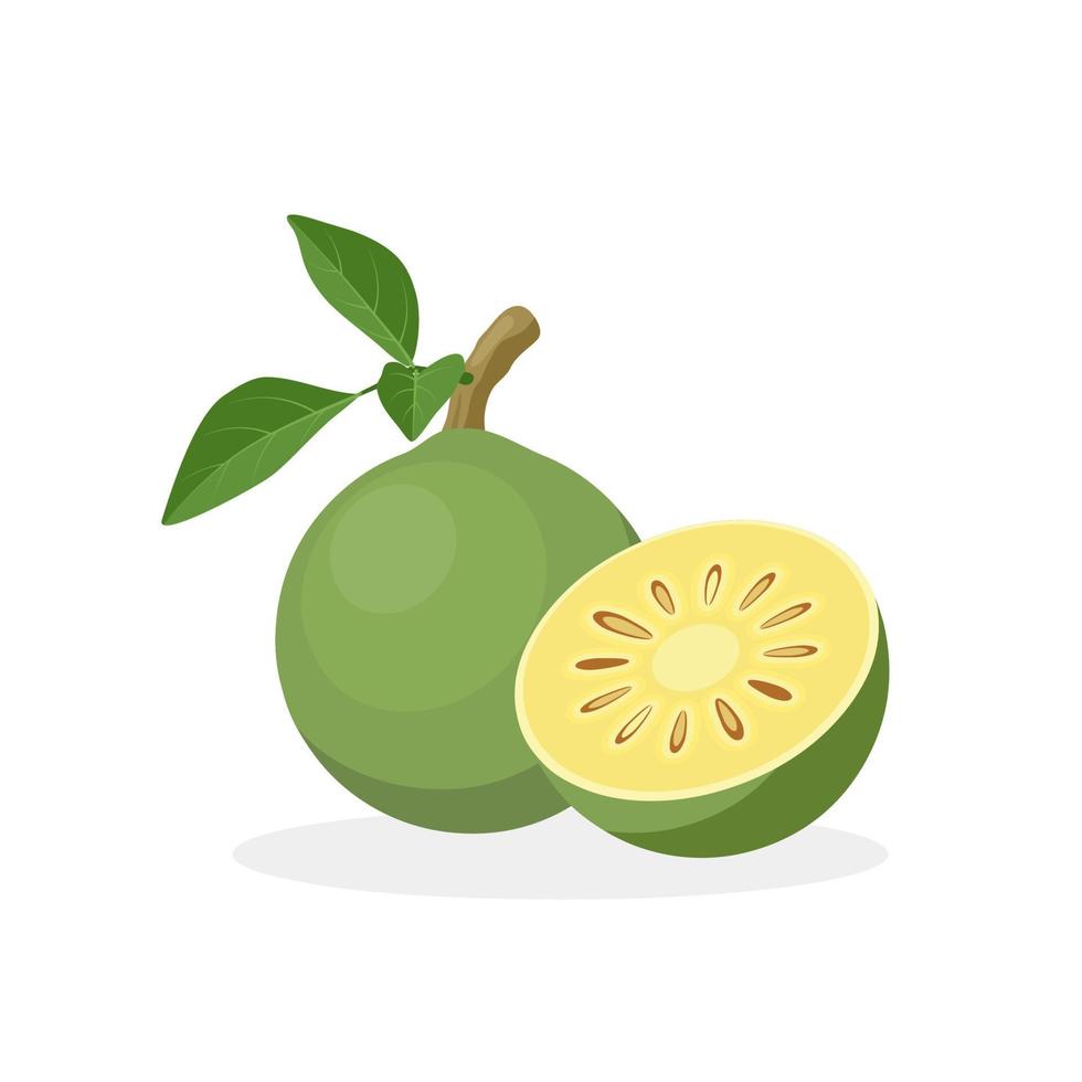 Vector illustration, Aegle marmelos, known as Bael, isolated on white background.
