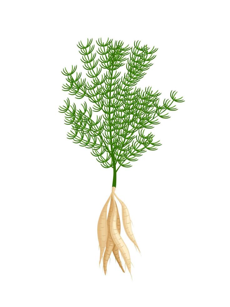 ilustración vectorial, shatavari o espárrago racemosus, aislado en fondo blanco, planta de hierbas con propiedades medicinales. vector