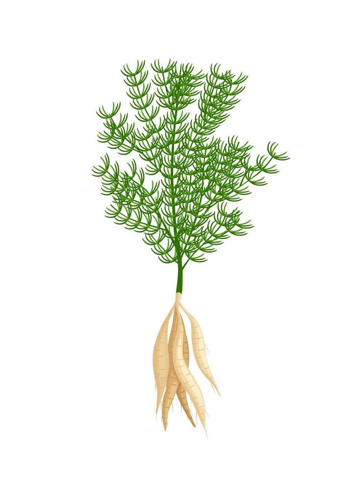 Vector illustration, Shatavari or Asparagus racemosus, isolated on white background, Herbal plant with medicinal properties.