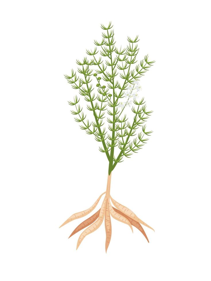 ilustración vectorial, shatavari o espárrago racemosus, aislado en fondo blanco, planta de hierbas con propiedades medicinales. vector