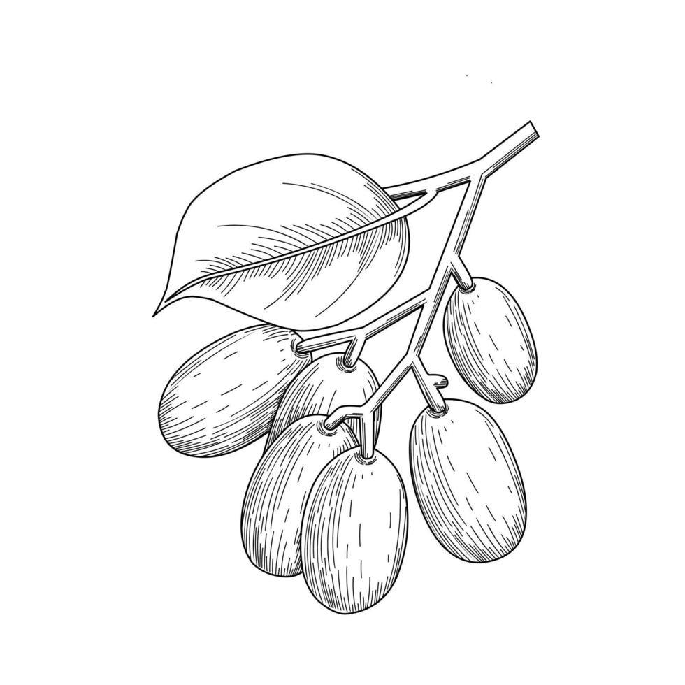 Sketch of Jambolan plum or Javanese plum, scientific name Syzygium cumini, isolated on a white background, exotic fruit as a medicinal herb. Vector illustration.