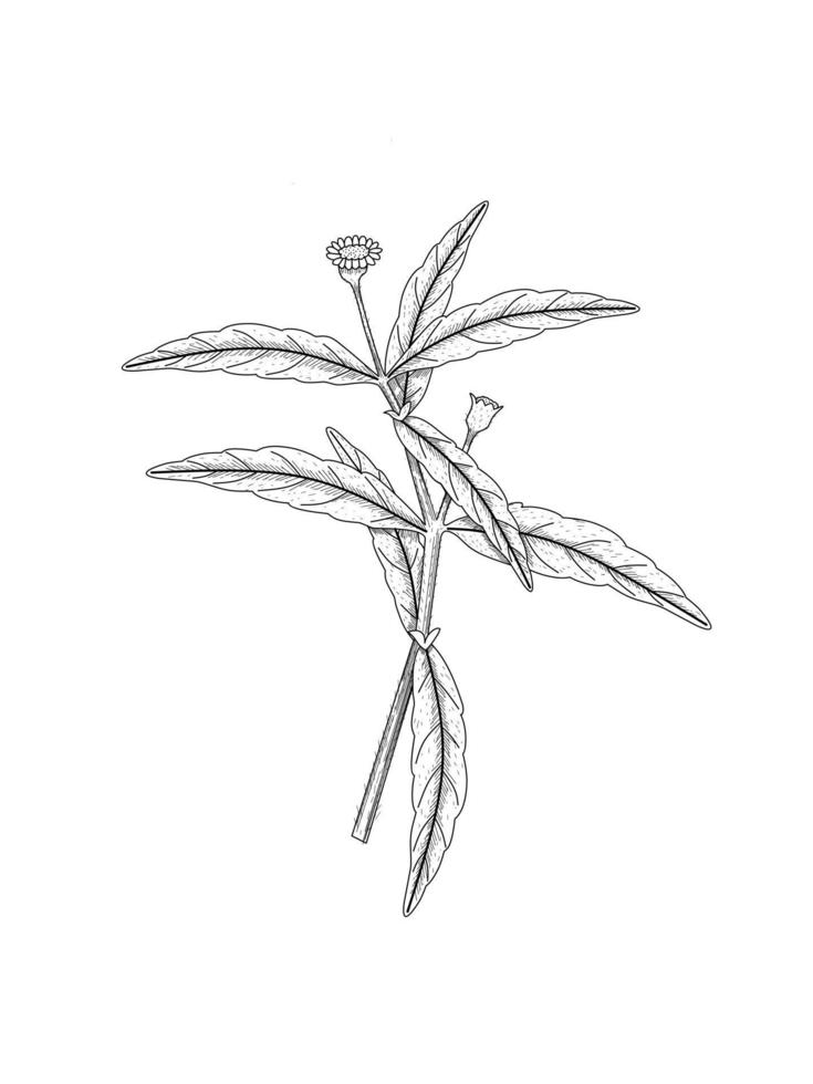Bhringraj Sketch or Eclipta Alba or Eclipta Prostrata, also known as False Daisy is an effective herbal medicinal plant in Ayurvedic medicine. vector illustration.