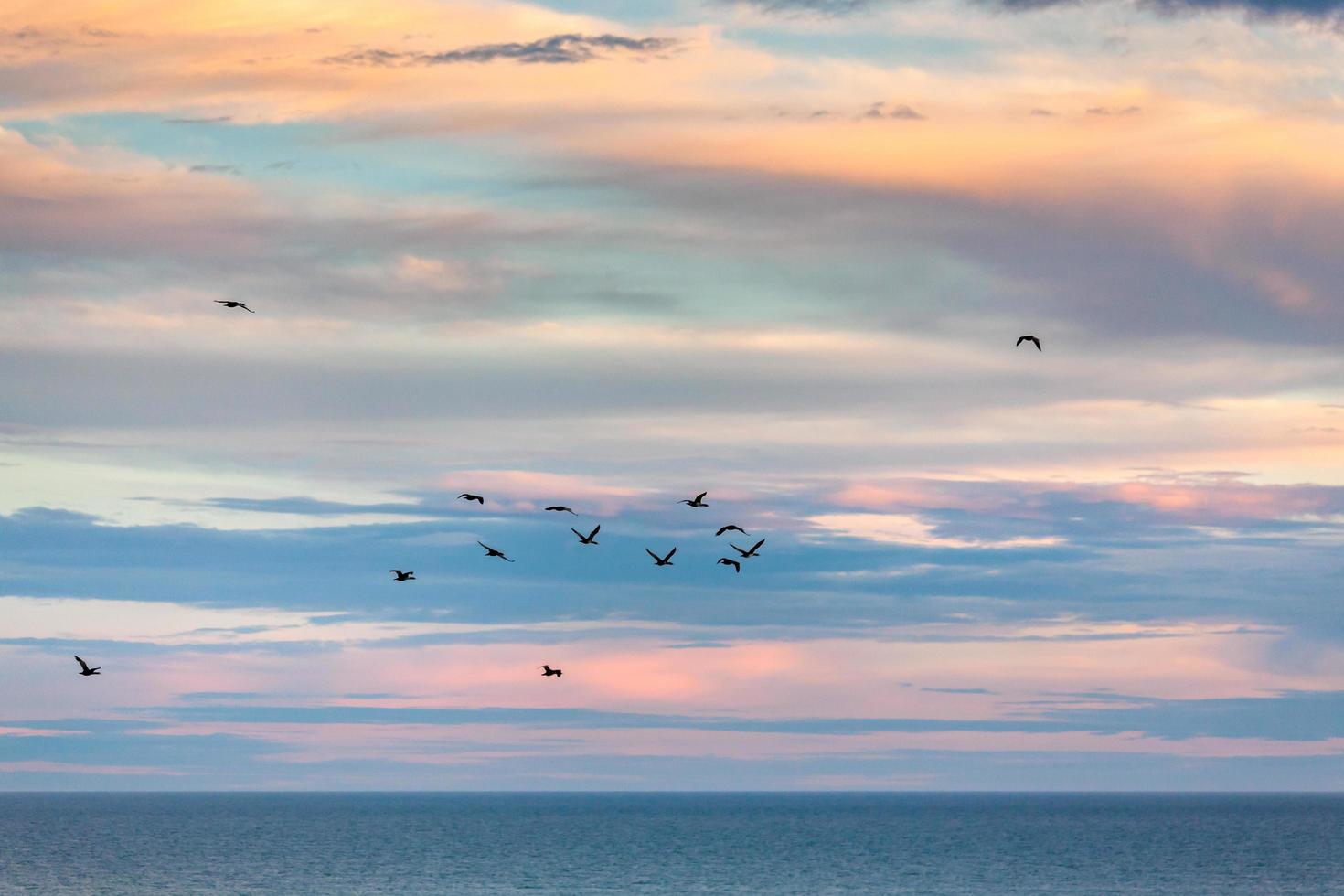 Spotted Shags flying home at sunset photo