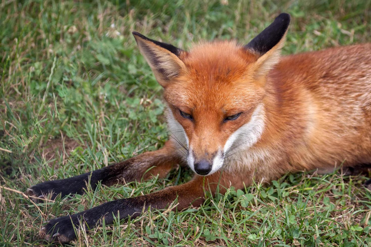 Red Fox laying on the grass photo