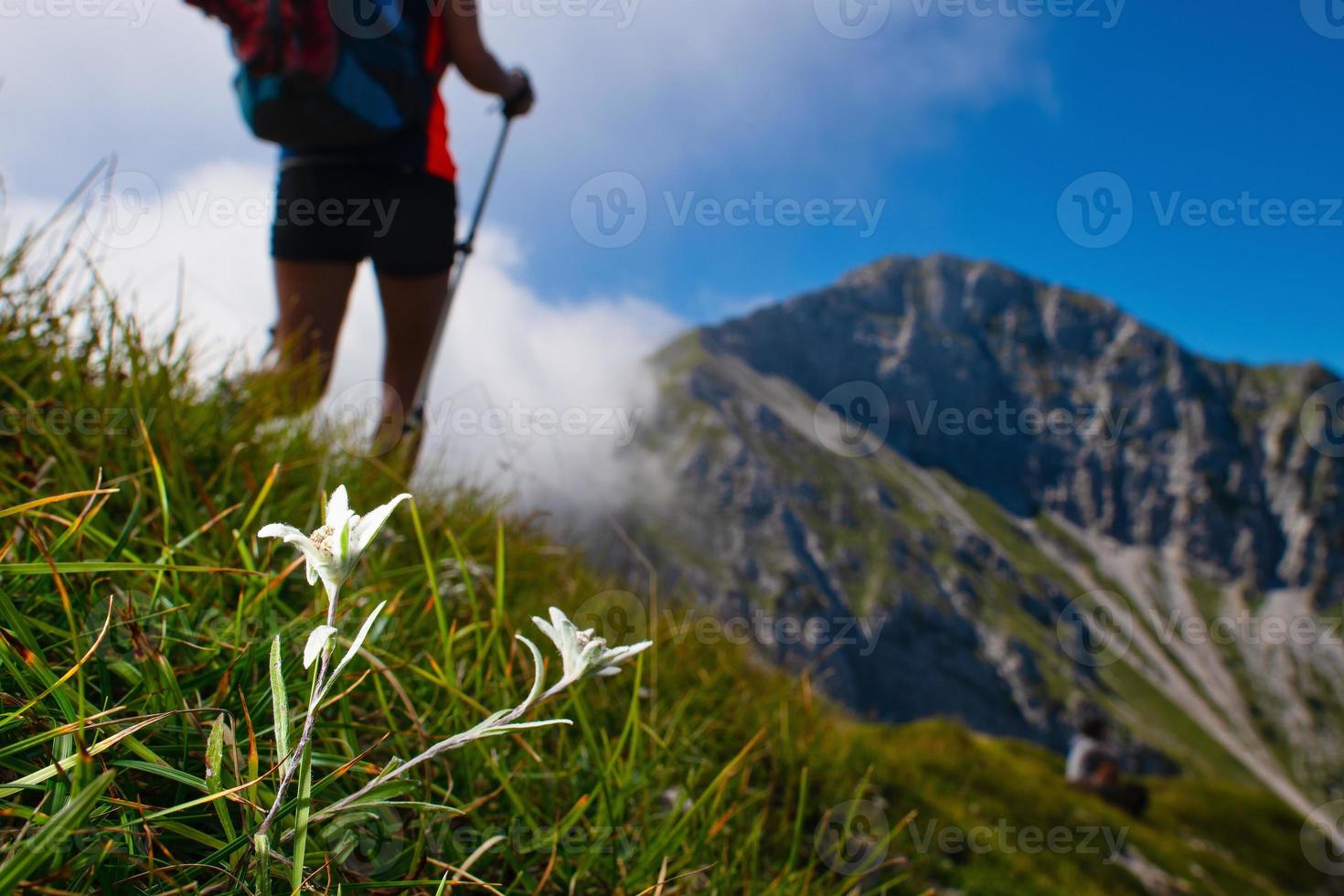 Edelweiss protected mountain flower while passing a hiker on the trail photo