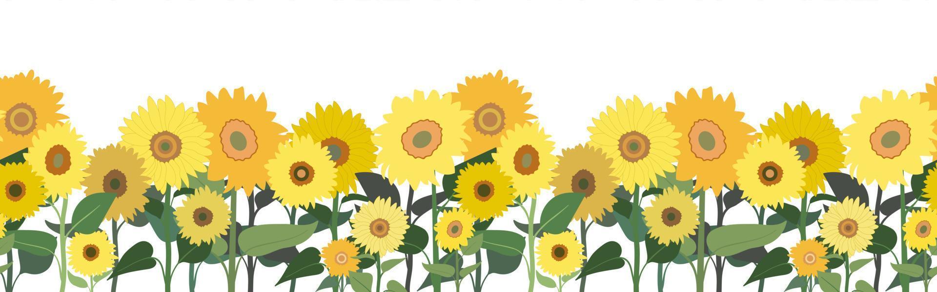 Spring or summer seamless horizontal border with sunflowers. Isolated on white background. Banner with floral pattern. vector