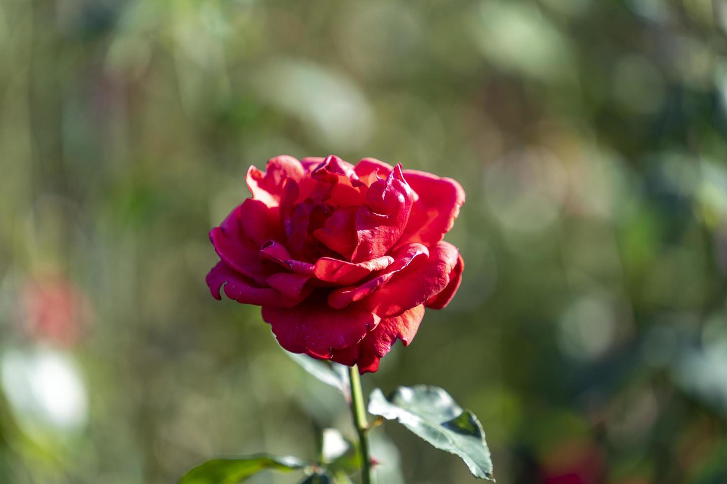 close up on red roses photo