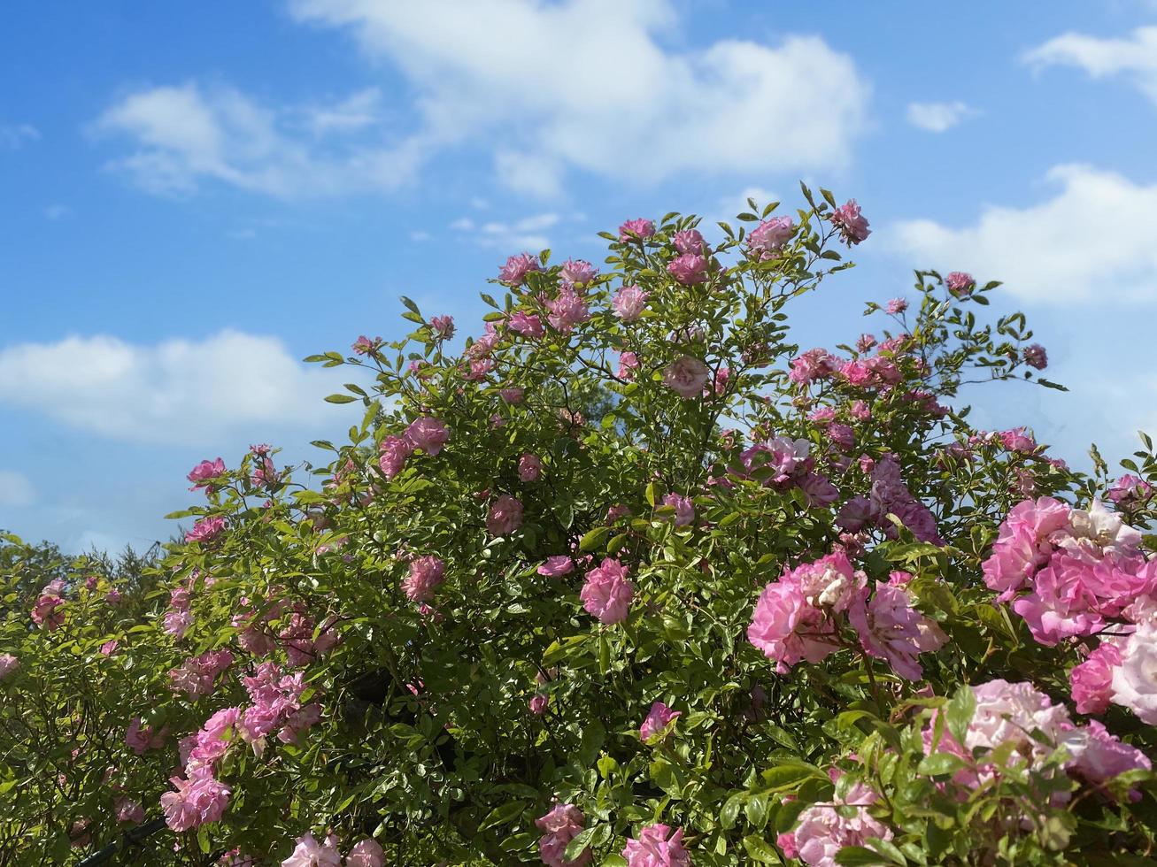 Landscape with a shrub of pink roses against the background of a blue sky photo