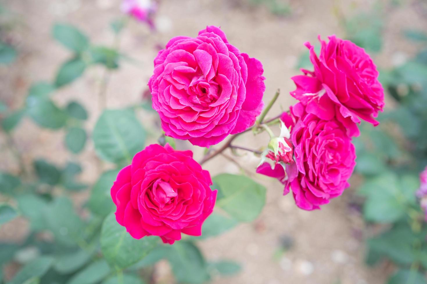 Pink flowers on the blurred background of a flowerbed in the garden photo