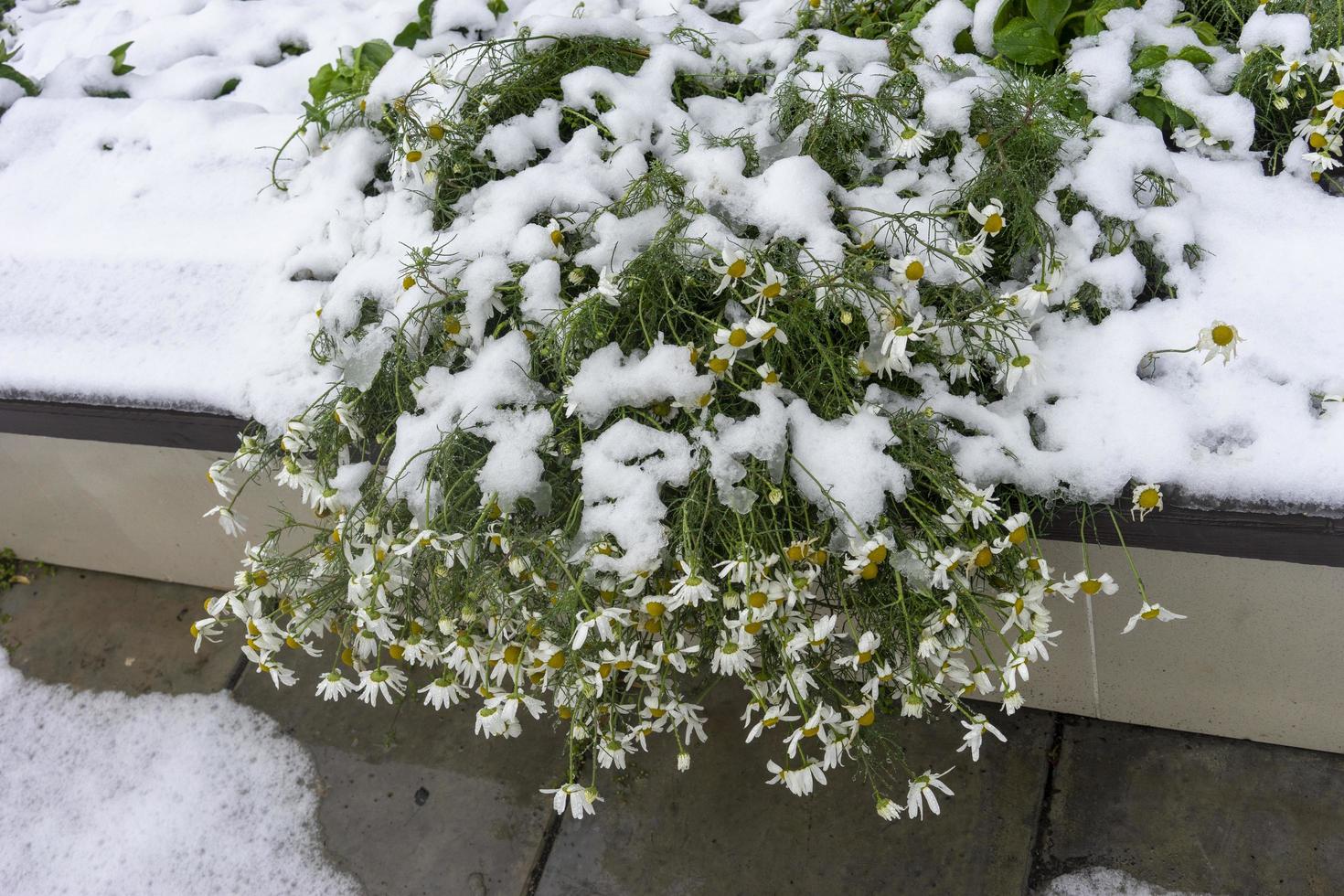 fondo natural con flores de manzanilla bajo la nieve foto