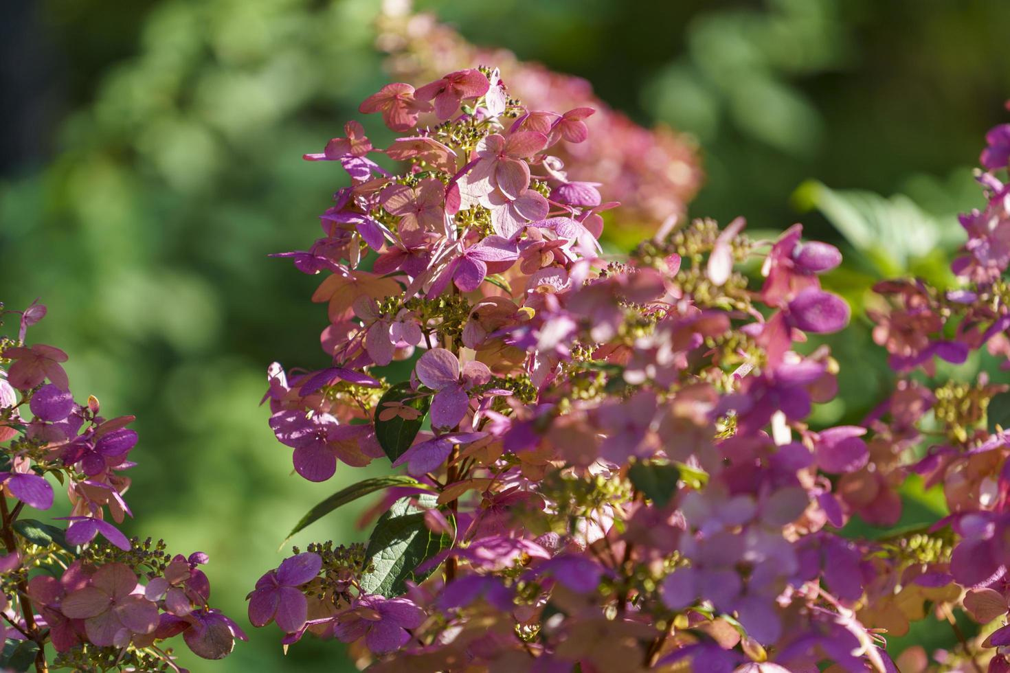 Natural background with pink hydrangea flowers photo