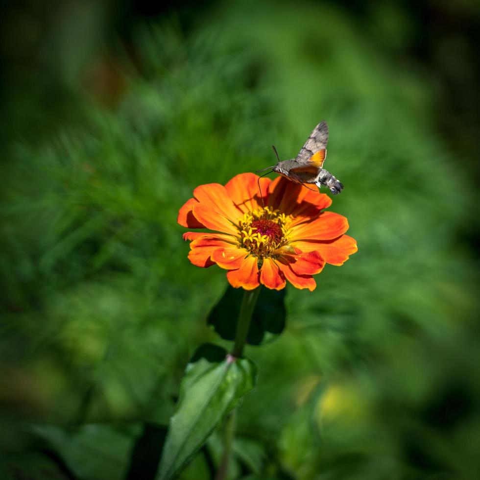 Hummingbird hawk-moth in Romania photo