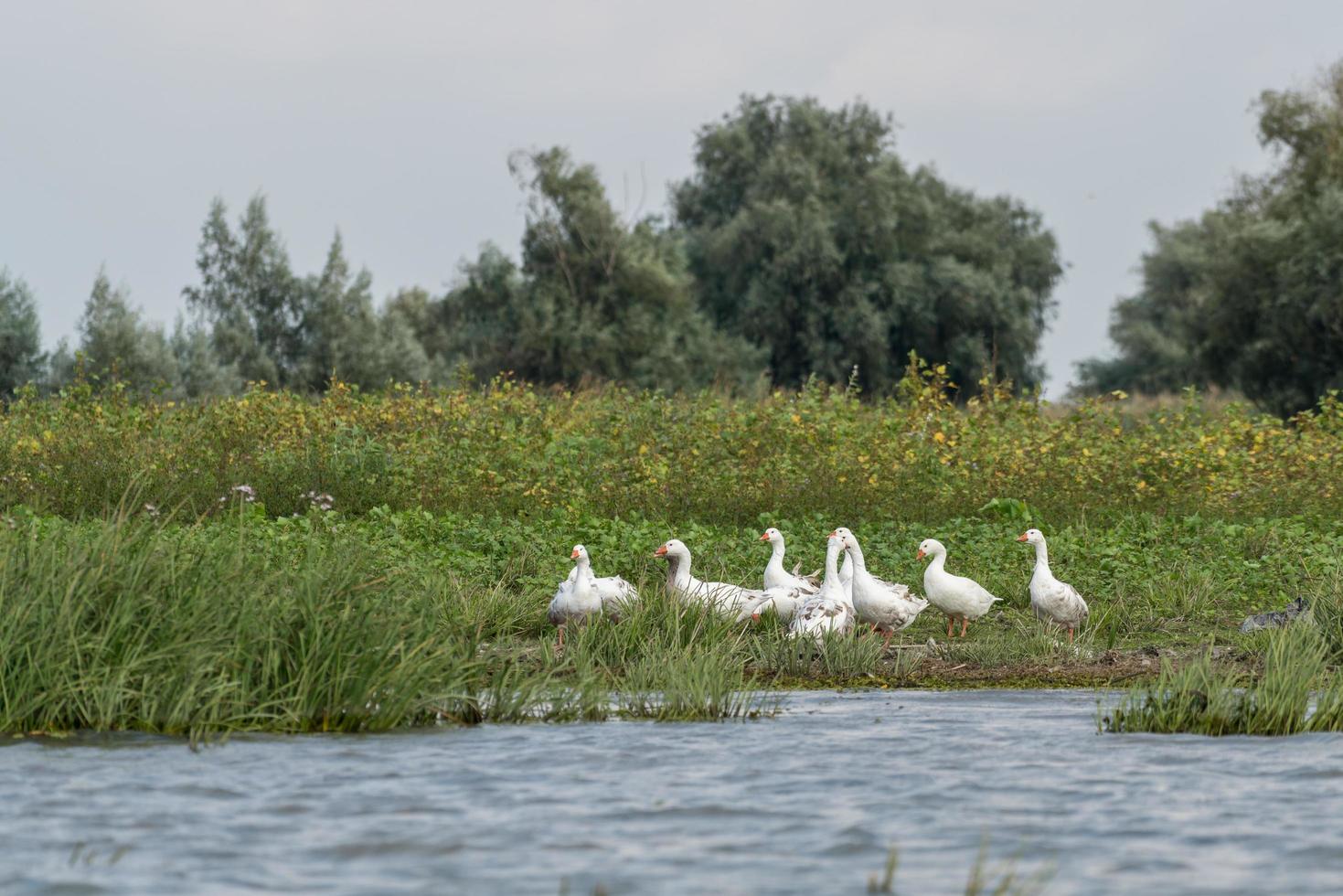 Roman Tufted Geese in the Danube Delta photo