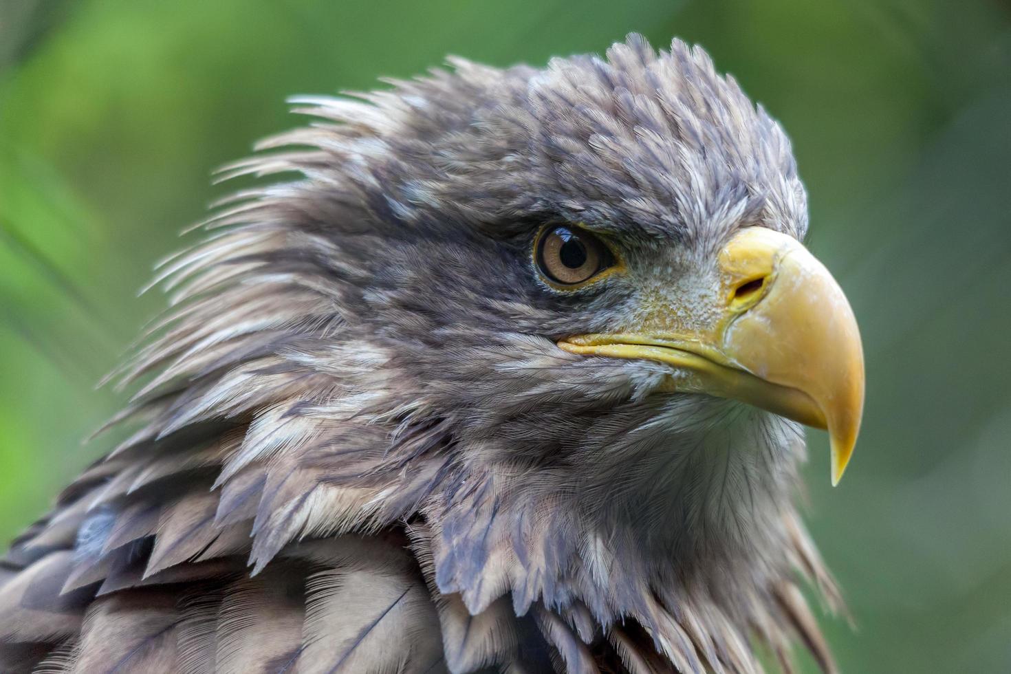 White-tailed Sea Eagle, Haliaeetus albicilla photo