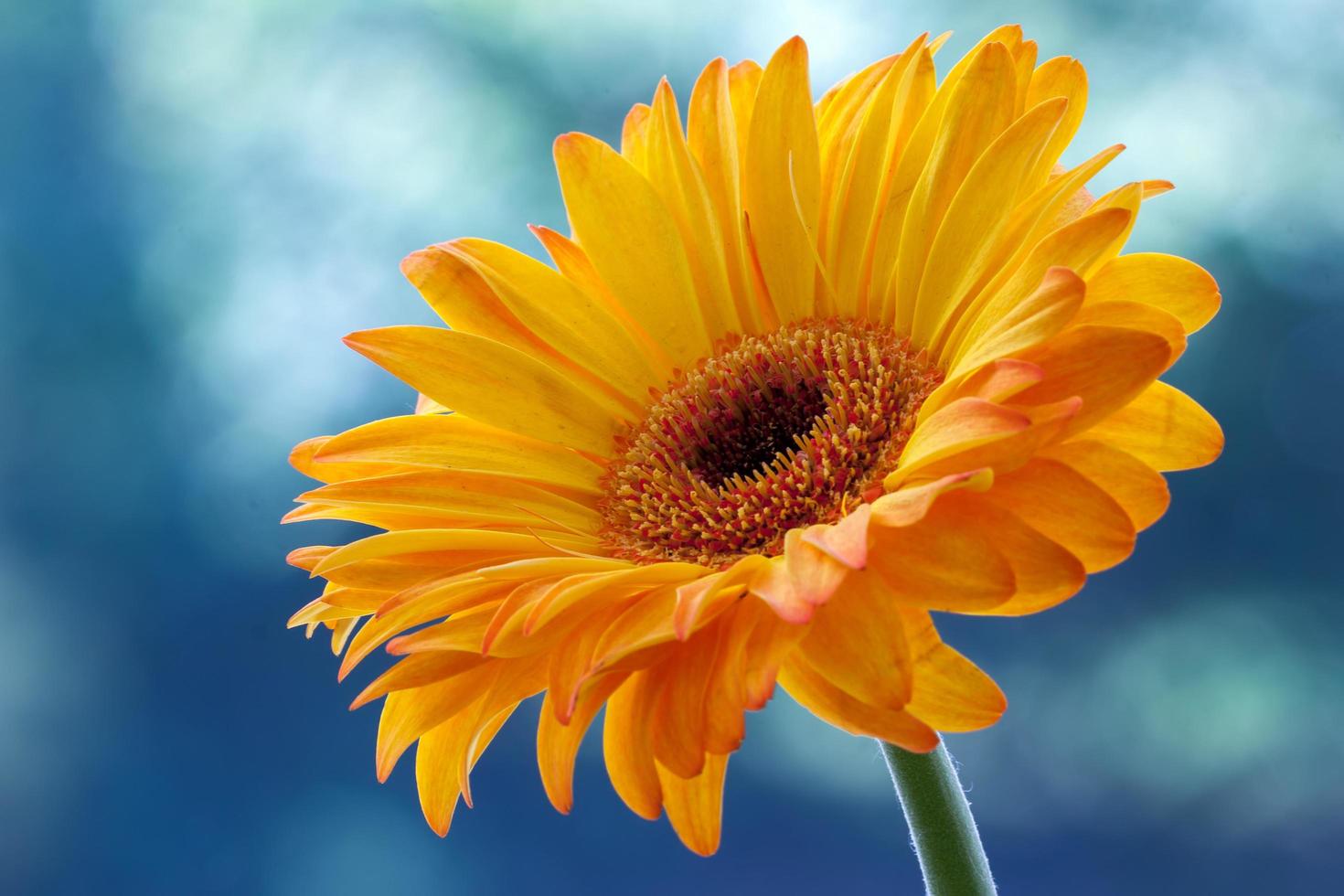 Single Golden Gerbera flower in full bloom photo