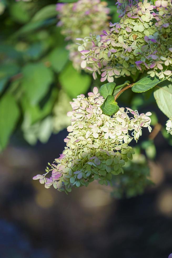 Natural background with hydrangea flowers close-up photo