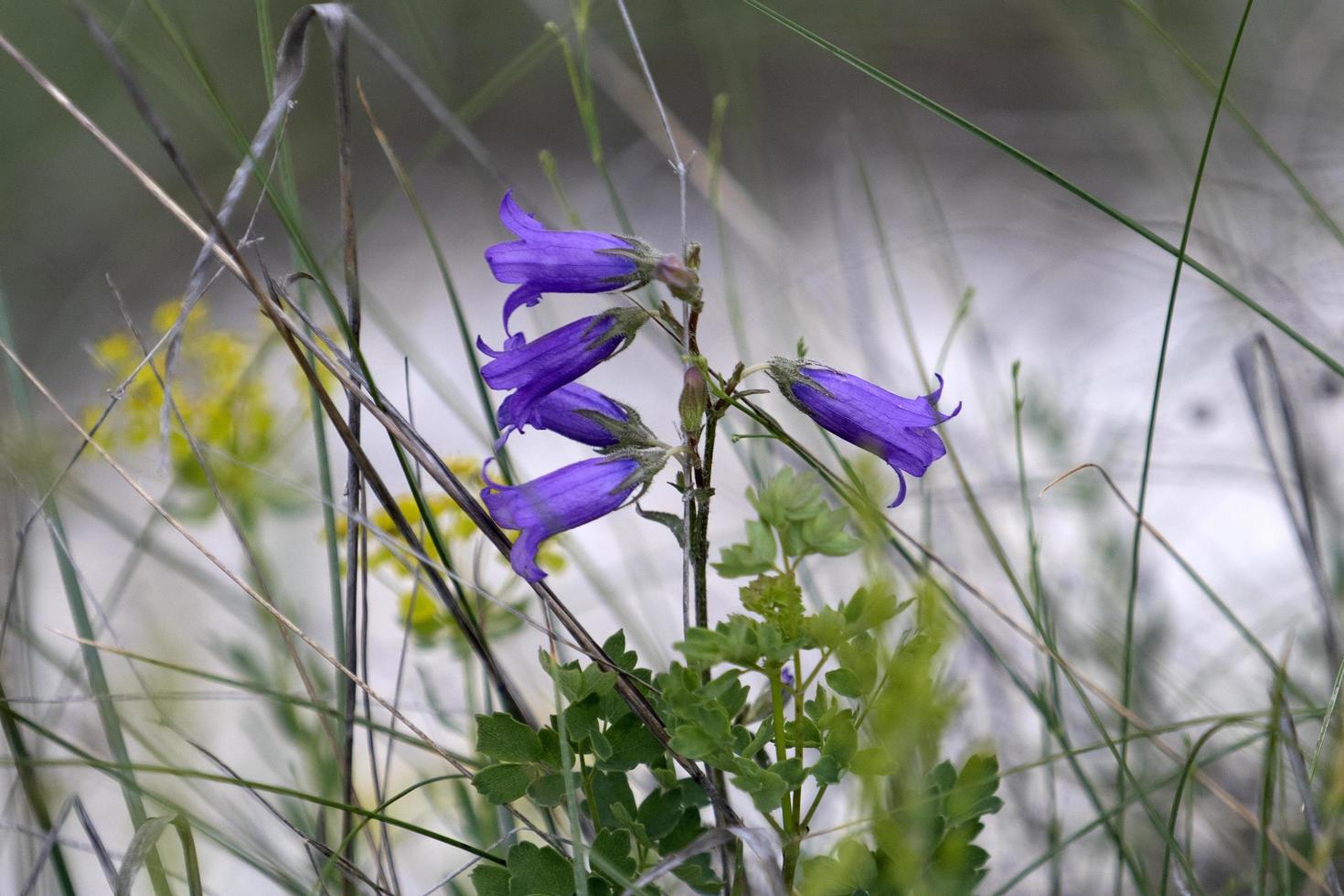 Purple bell flower in the grass photo