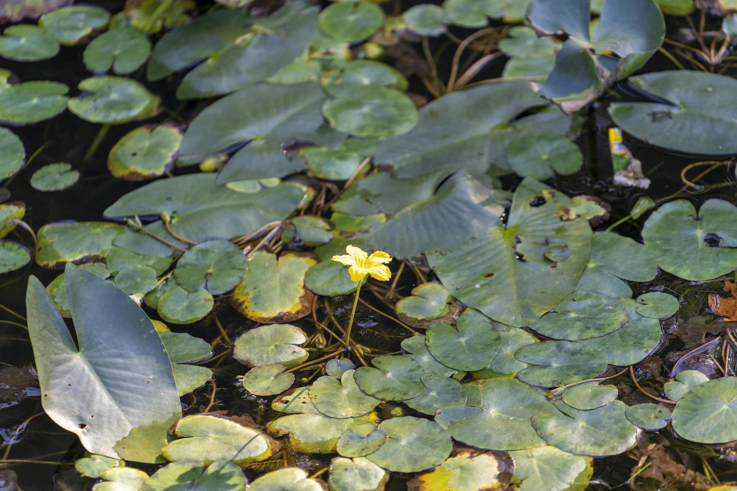 flor de lirio de agua en el lago foto