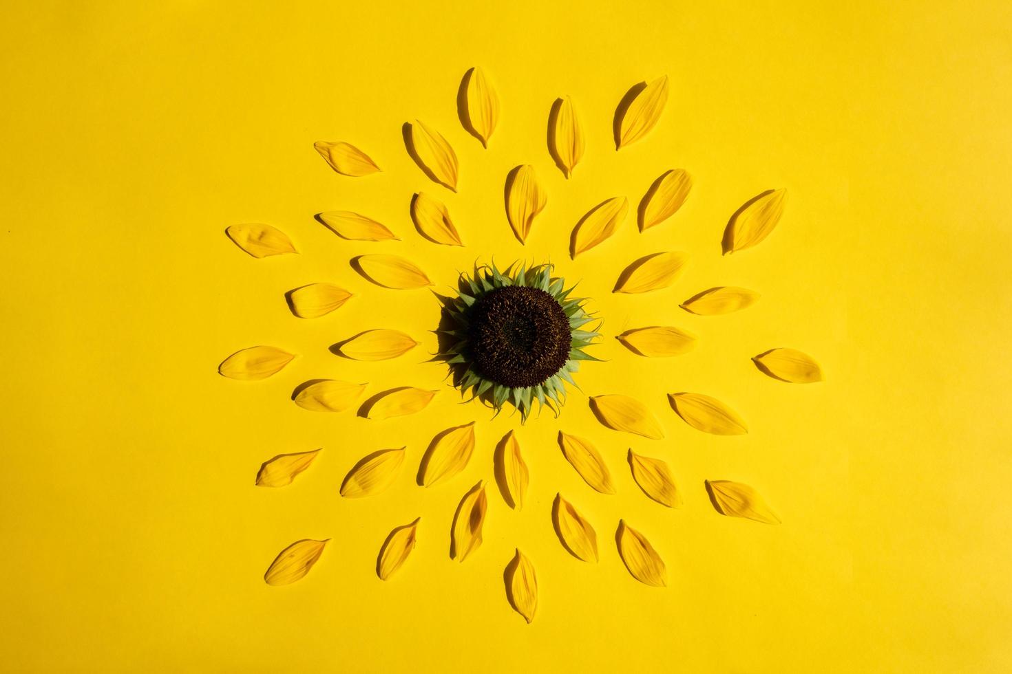 Creative design with sunflower and petals on yellow background. photo